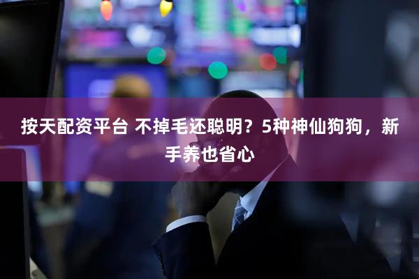 按天配资平台 不掉毛还聪明？5种神仙狗狗，新手养也省心