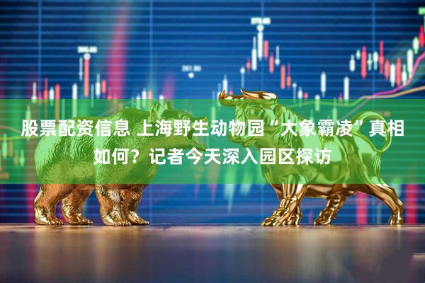 股票配资信息 上海野生动物园“大象霸凌”真相如何？记者今天深入园区探访